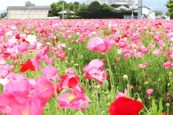 【武雄・江北・牛津・佐賀発】 築100年以上の古民家で味わう創作ランチとGO!GO!GWミステリーツアー 日帰り1